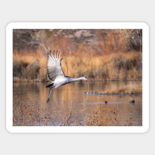 Sandhill Crane Sticker